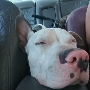 Meet your Posher, Bear